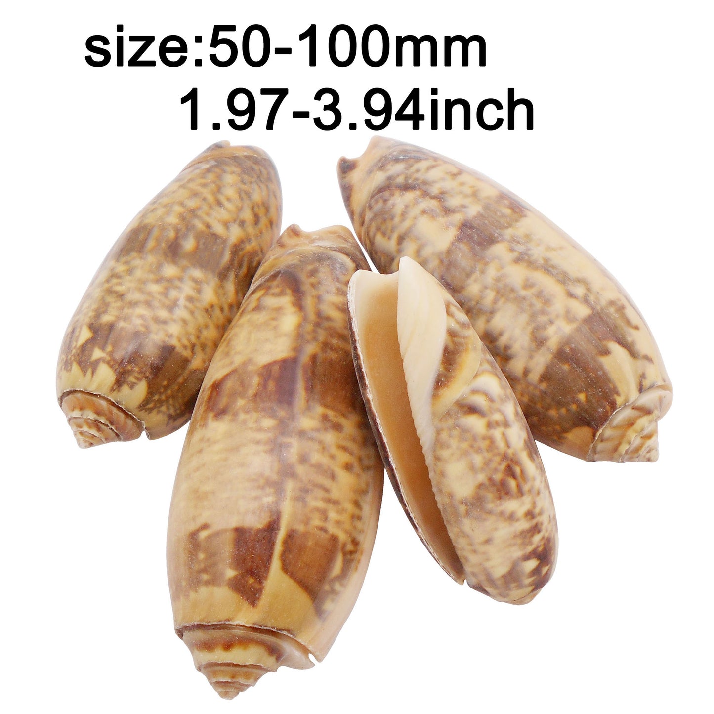 10 PCS Natural Starfish Sea Shells Hermit Crab Shells