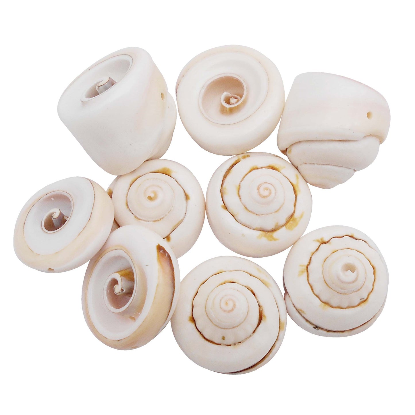 50pcs Open Back Natural Spiral Shell Beads Smooth Cut Oval Seashells Beach Seashells Cowrie Shells Charm Beads