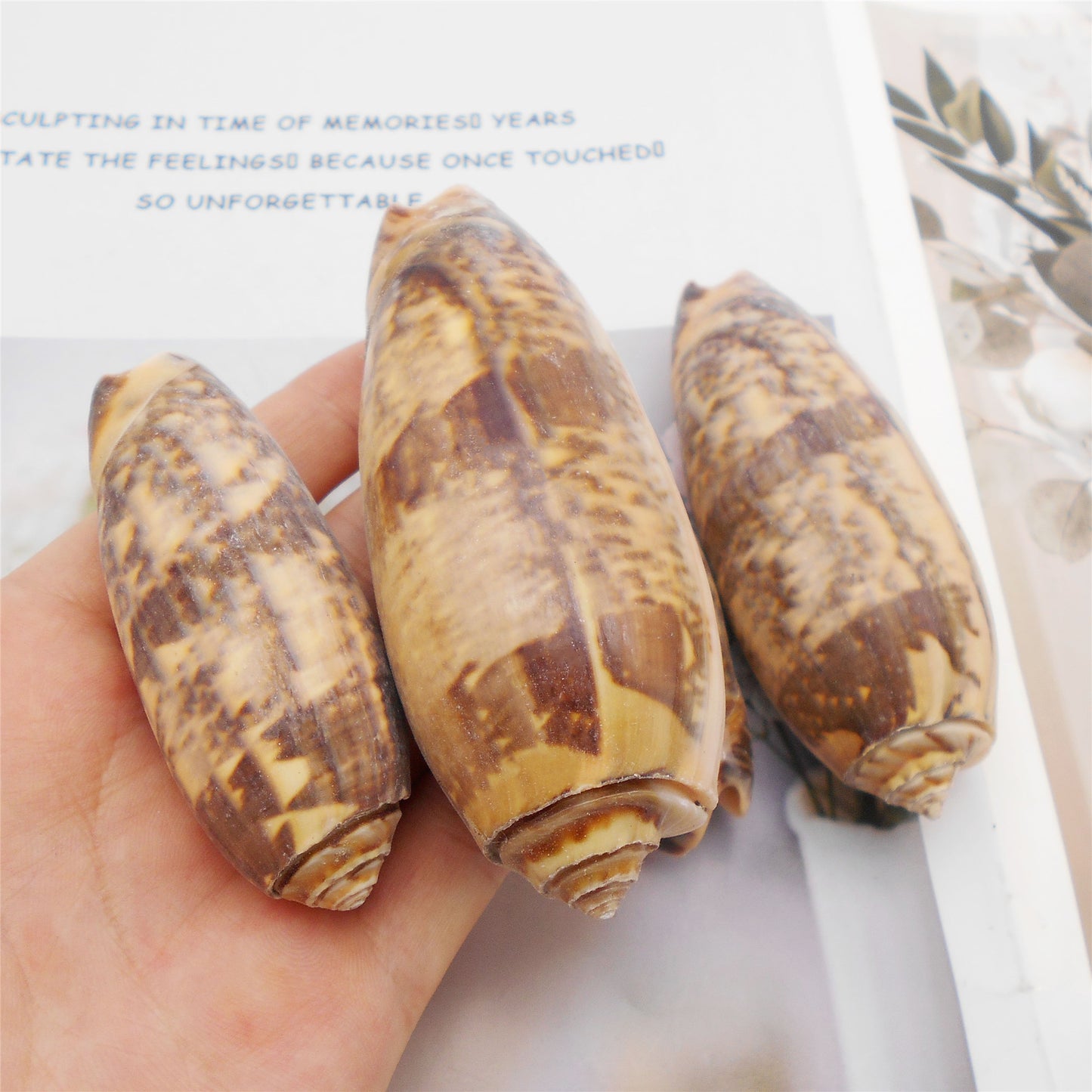 10 PCS Natural Starfish Sea Shells Hermit Crab Shells