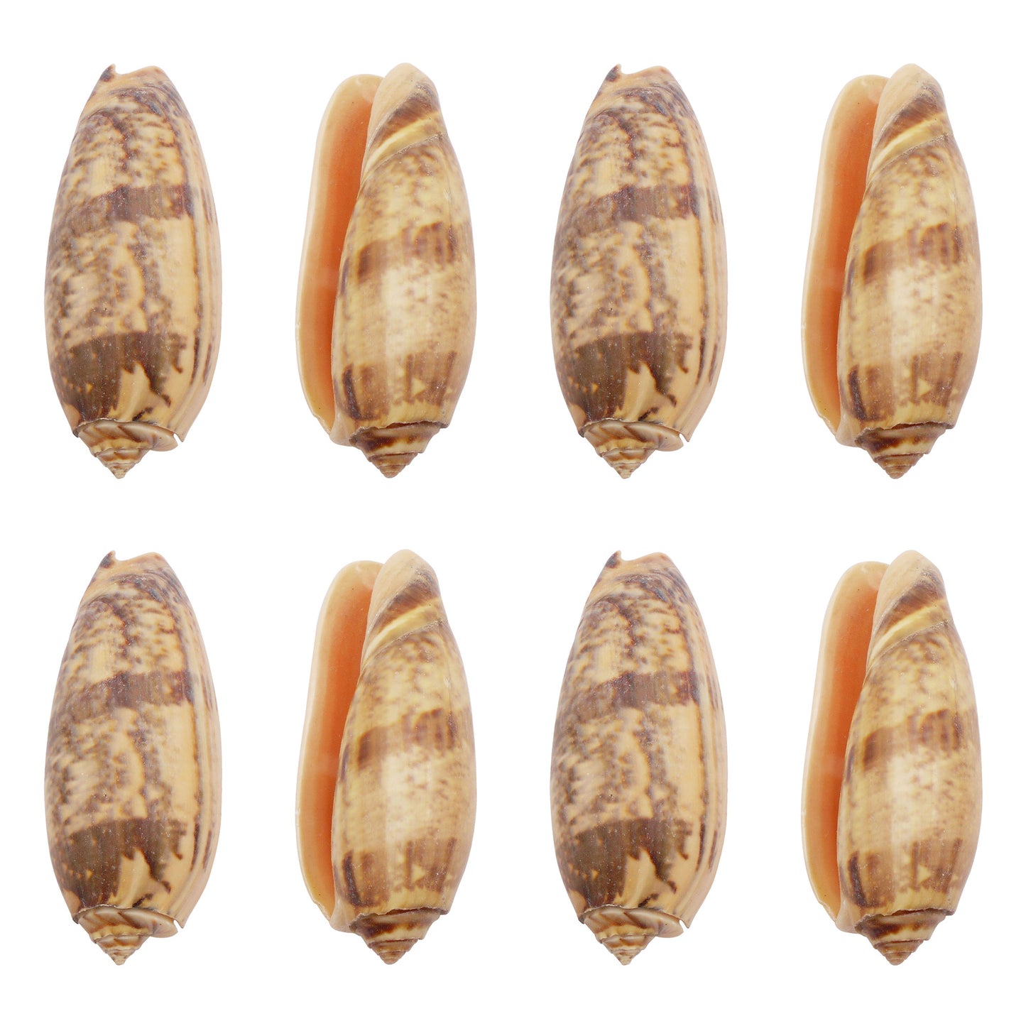 10 PCS Natural Starfish Sea Shells Hermit Crab Shells