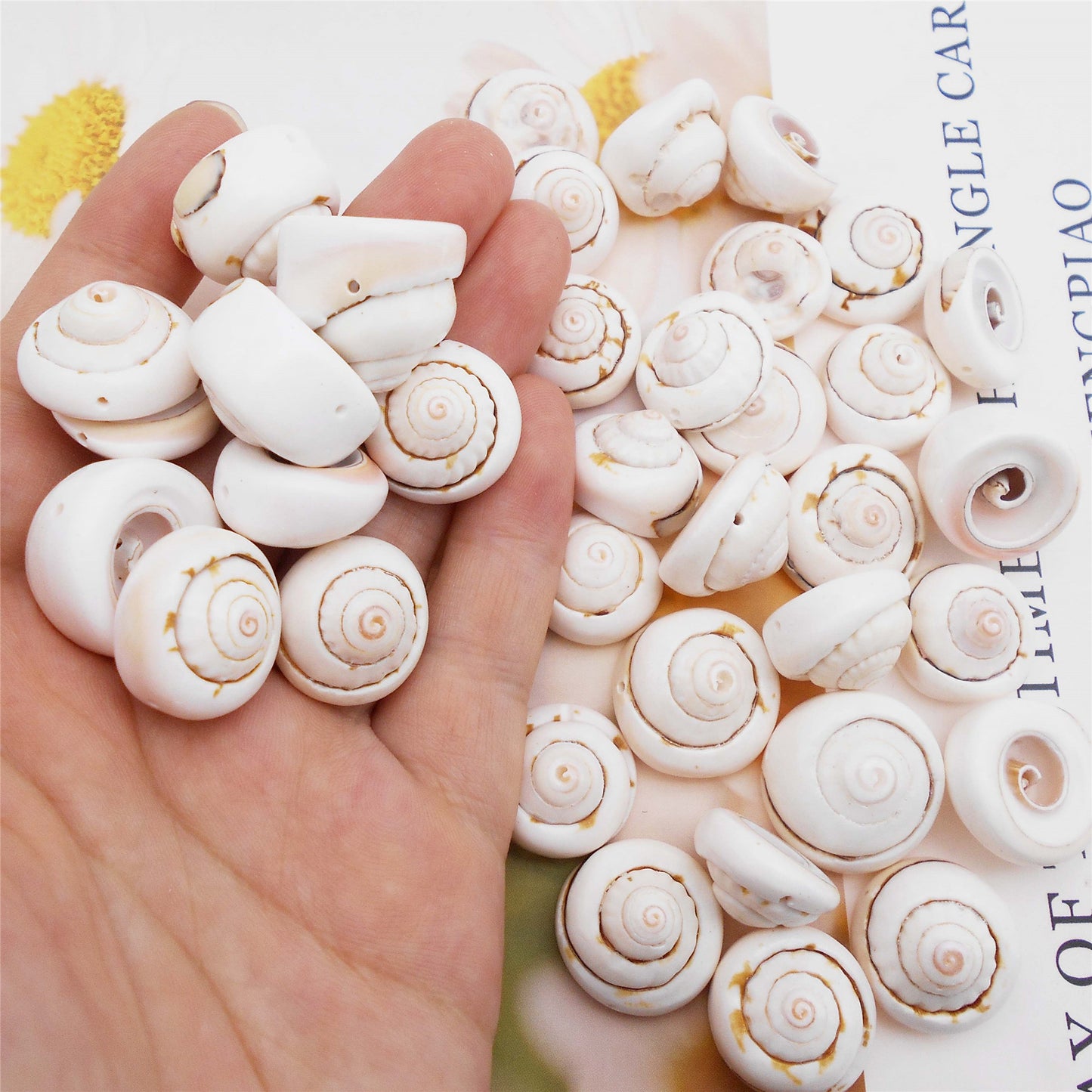 50pcs Open Back Natural Spiral Shell Beads Smooth Cut Oval Seashells Beach Seashells Cowrie Shells Charm Beads