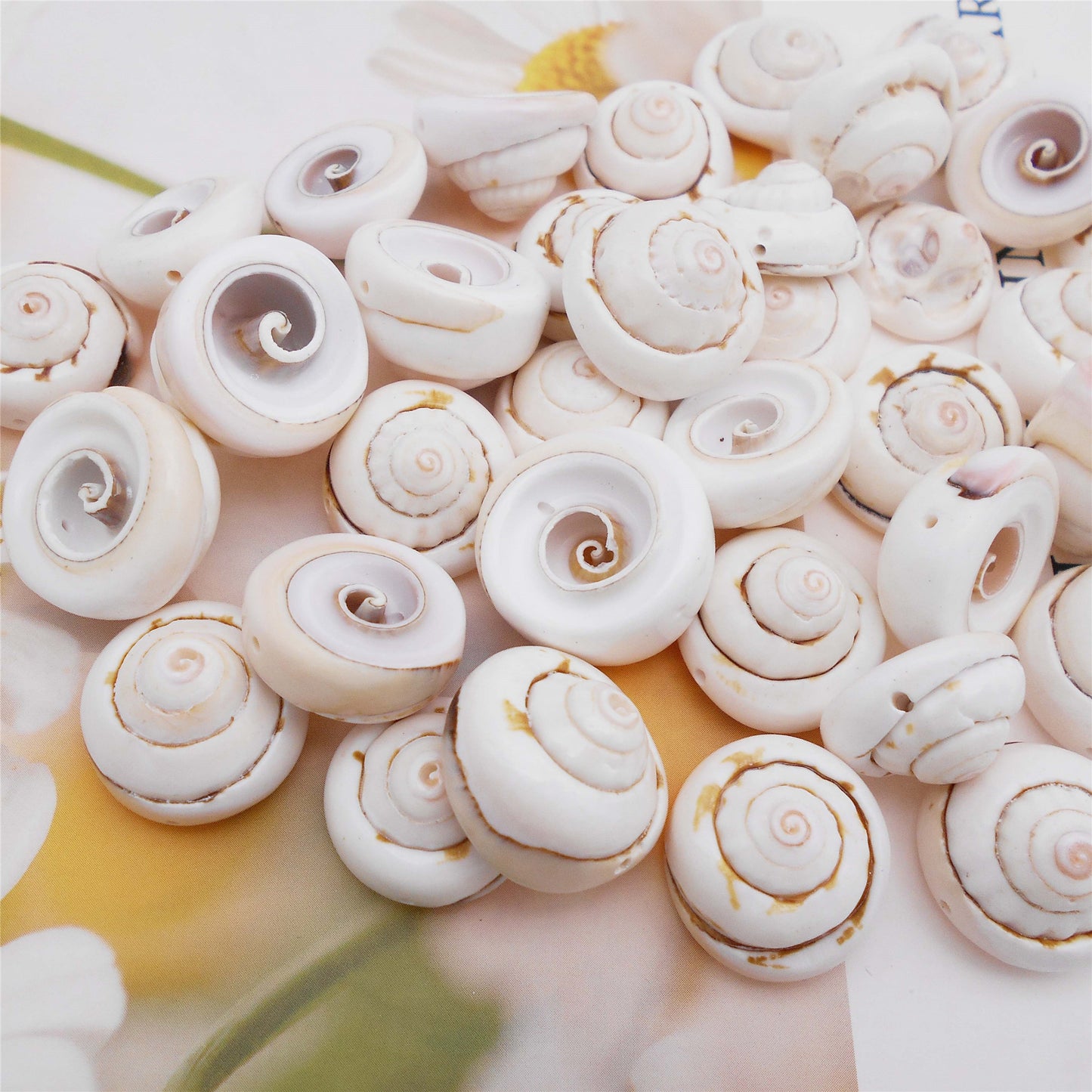 50pcs Open Back Natural Spiral Shell Beads Smooth Cut Oval Seashells Beach Seashells Cowrie Shells Charm Beads